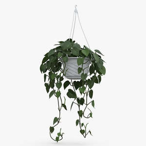 3D model Plant in Hanging Pot