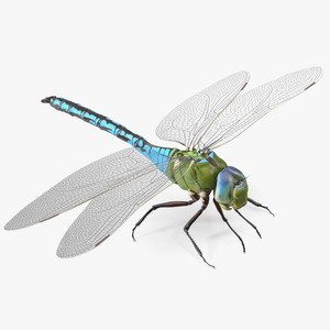 Dragonfly 3D model