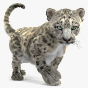 3D Snow Leopard Cub in Walking Pose Fur