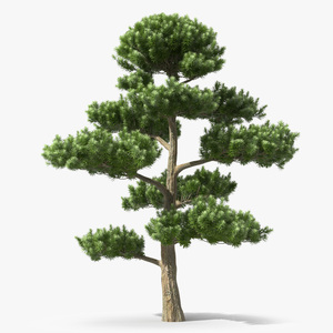 3D model Podocarpus Evergreen Tree