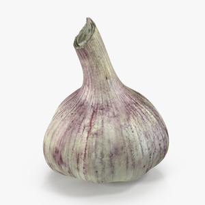 Young Garlic Bulb 3D