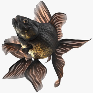 Black Moor Goldfish Swim 3D model