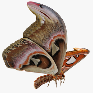 Atlas Moth Flying Pose 3D