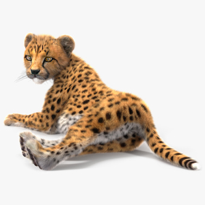 3D Cheetah Cub Lying Pose Fur