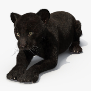 3D Panther Cub Lying Down Fur