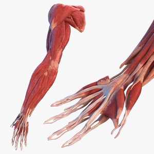 Male Arm Muscular System 3D model