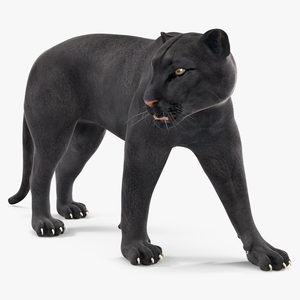 3D Black Panther Walking Pose