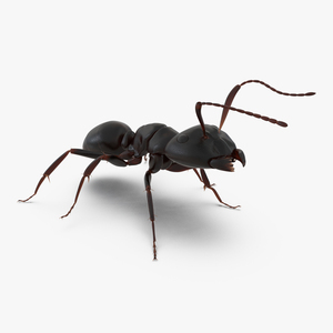 3D Black Ant Rigged