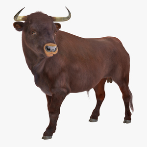 Bull Standing Pose with Fur 3D