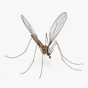 3D Crane Fly Gallinipper Mosquito Rigged for Cinema 4D