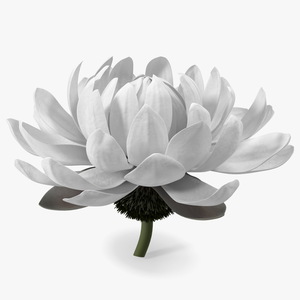 3D model Water Flower Victoria Amazonica Fur