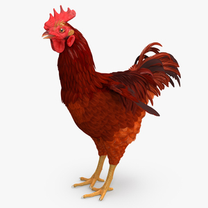 Brown Hen 3D model