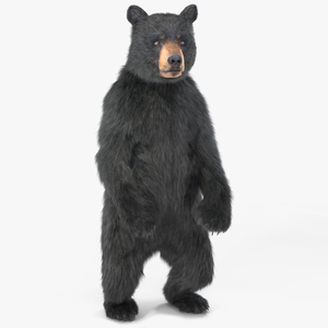 Standing Young Black Bear Fur 3D model