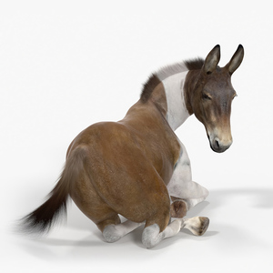 Lying Mule Fur 3D model