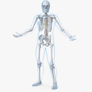 3D model Male Body with Skeleton Rigged