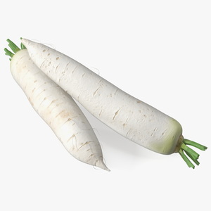 Daikon Long White Radish 3D model