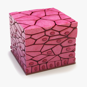 Stratified Epithelium for 3D Print 3D model