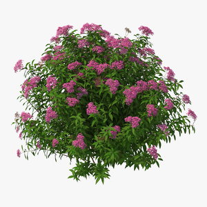 3D Blooming Spiraea Japonica Anthony Waterer Bush