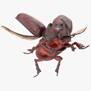 3D Rhinoceros Beetle Oryctes Nasicornis Flying model