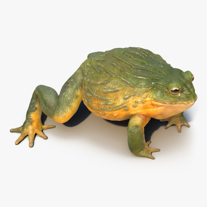 3D African Bullfrog