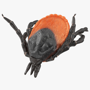 3D Tick Bite Pose Fur model