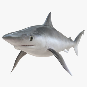 3D model Oceanic Milk Shark Rigged