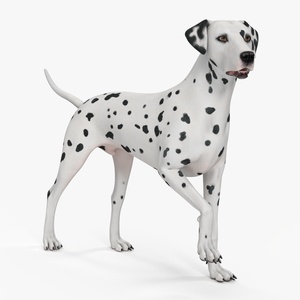 3D model Dalmatian Dog Rigged