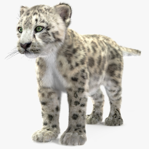 3D model Snow Leopard Cub Fur