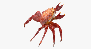 3D model Red Rock Crab Rigged