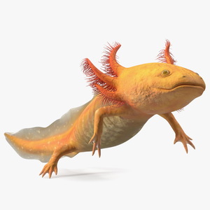 3D Gold Mexican Salamander model