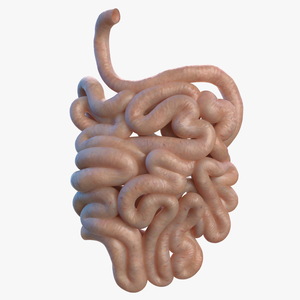 Human Small Intestines 3D