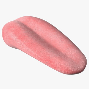 3D model Human Tongue Anatomy