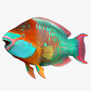 Tropical Parrotfish 3D model