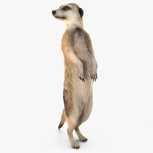 3D model Meerkat Standing Pose Fur