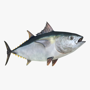 Tuna Fish 3D model