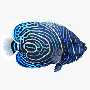 Emperor Angelfish or Pomacanthus Imperator 3D