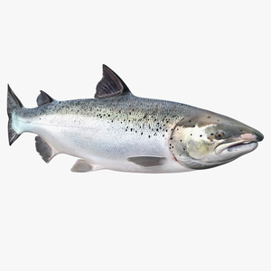 Animated Swims Atlantic Salmon Fish Rigged 3D