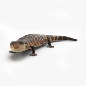 3D model Blue Tongued Skink Pose 2