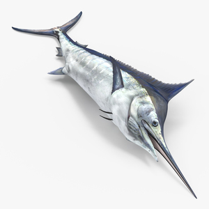 3D model Blue Marlin Lying on the Floor