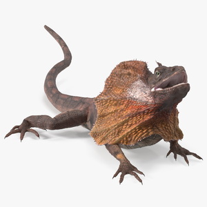 3D Frilled Dragon Crawling Pose model