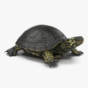 European Pond Turtle Rigged 3D