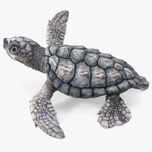 3D Baby Gray Sea Turtle Runs to the Sea