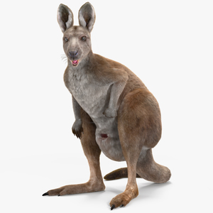 3D Female Kangaroo Fur Rigged