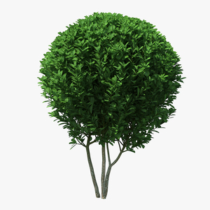 3D Decorative Ball Shaped Boxwood Shrub