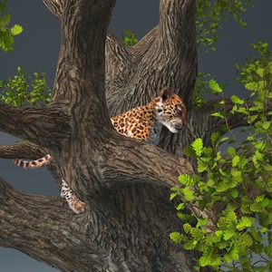 Leopard Cub on Ancient Twisted Tree Fur 3D model