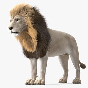 Male White Lion Fur 3D model