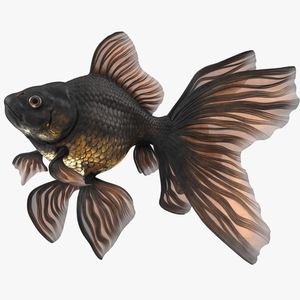 3D Black Moor Goldfish Swimming Pose model