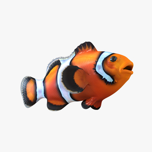 Clownfish 3D model