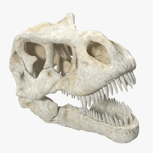 3D Tyrannosaurus Rex Skull model