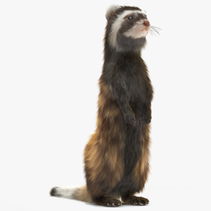 3D model Vormela Peregusna Stands on His Hind Legs Fur